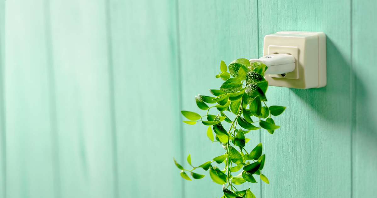 Electrical socket sprouting a vine